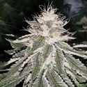 MAC 11 (Pheno Finder) femminizzata
