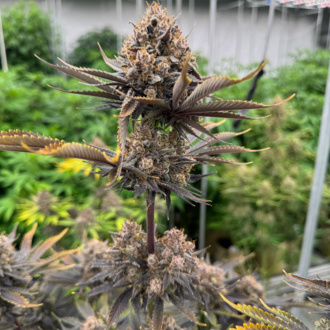 Banana Purple Punch Auto RF3 (FastBuds) femminizzata