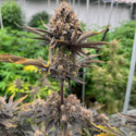 Banana Purple Punch Auto RF3 (FastBuds) femminizzata