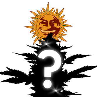 1 semi femminizzati misteriosi (Barney's Farm)