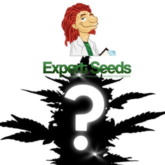 1 semi femminizzati misteriosi (Expert Seeds)