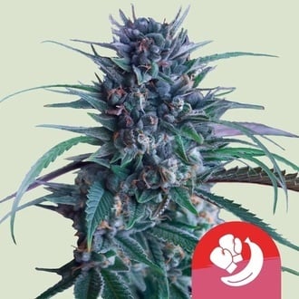 Banana Brawler (Royal Queen Seeds) femminizzata
