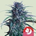 Banana Brawler (Royal Queen Seeds) femminizzata