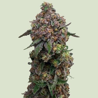 Cosmic Cheddar F1 (Royal Queen Seeds) femminizzata