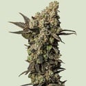 Astro Lemonade F1 (Royal Queen Seeds) femminizzata