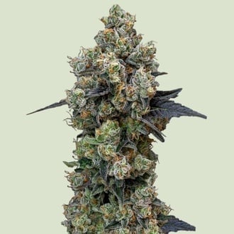 Orbital Banana F1 (Royal Queen Seeds) feminized 