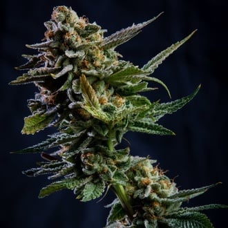 Log Cabin (Vision Seeds) femminizzata