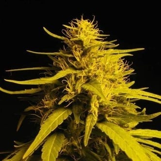 Amnesia Haze (Nirvana) femminizzata