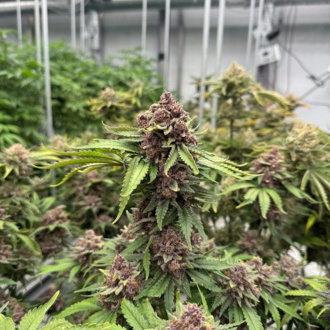 Cherry Cola Auto RF3 (FastBuds) femminizzata