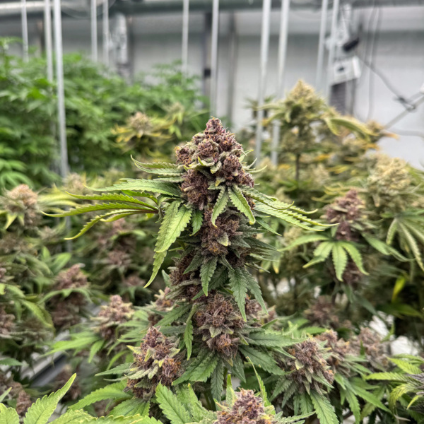 Cherry Cola Auto RF3 (FastBuds) femminizzata