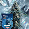Deep Freeze Haze (Zamnesia Seeds) femminizzata