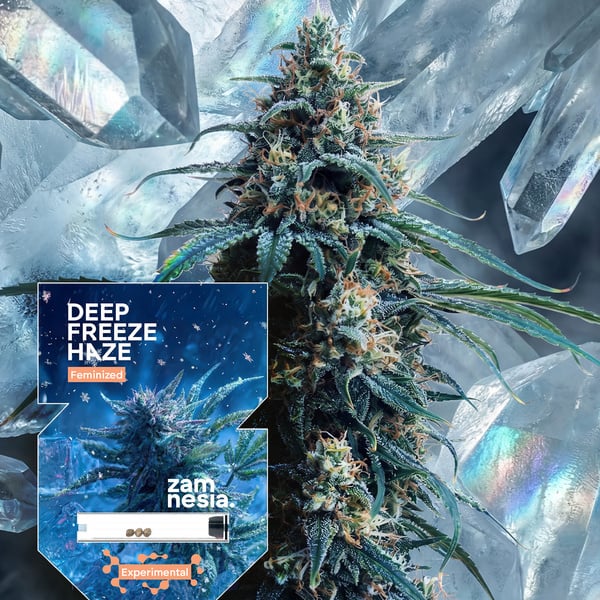 Deep Freeze Haze (Zamnesia Seeds) femminizzata