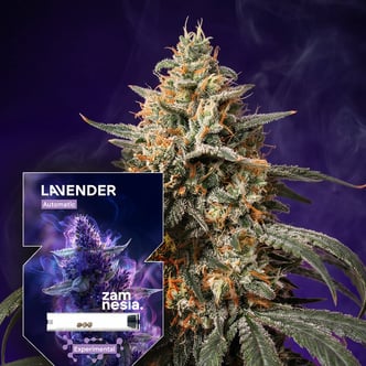 Lavender Auto (Zamnesia Seeds) femminizzata