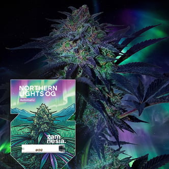 Northern Lights OG Auto (Zamnesia Seeds) femminizzata