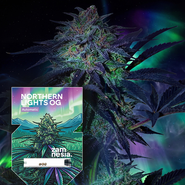 Northern Lights OG Auto (Zamnesia Seeds) femminizzata