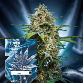 Super Silver Haze Auto (Zamnesia Seeds) femminizzata