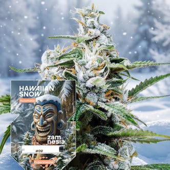 Hawaiian Snow Auto (Zamnesia Seeds) femminizzata