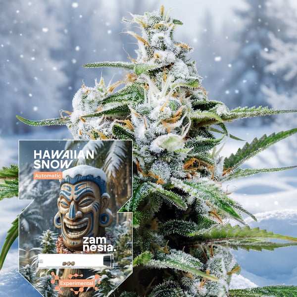Hawaiian Snow Auto (Zamnesia Seeds) femminizzata