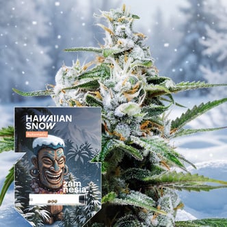 Hawaiian Snow Auto (Zamnesia Seeds) femminizzata