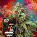 Sativa Fiesta (Zamnesia Seeds) femminizzata