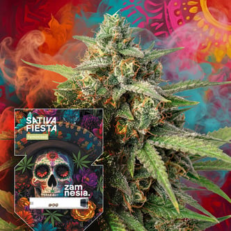 Sativa Fiesta (Zamnesia Seeds) femminizzata