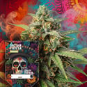 Sativa Fiesta (Zamnesia Seeds) femminizzata