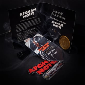 Afghan Noir (Zamnesia Seeds x Expert Seeds) femminizzata