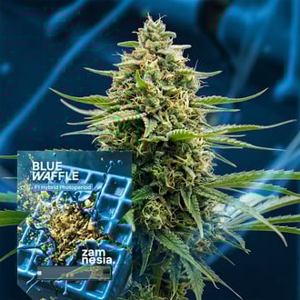 Blue Waffle F1 (Zamnesia Seeds) femminizzata