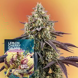 Lemon Cherry Gelato F1 (Zamnesia Seeds) femminizzata