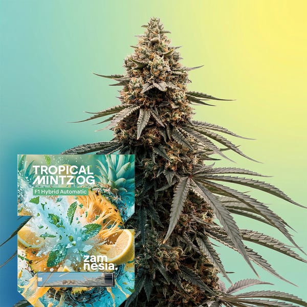 Tropical Mintz OG F1 Auto (Zamnesia Seeds) femminizzata