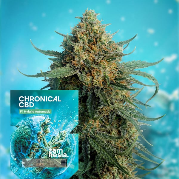 Chronical CBD F1 Auto (Zamnesia Seeds) femminizzata