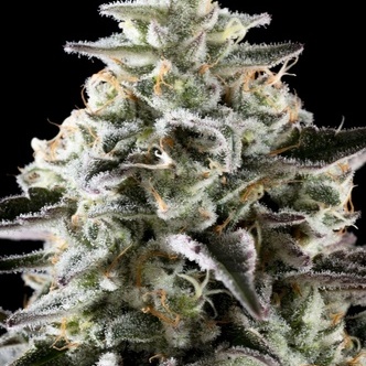 Mexican Sativa (Kannabia) femminizzata