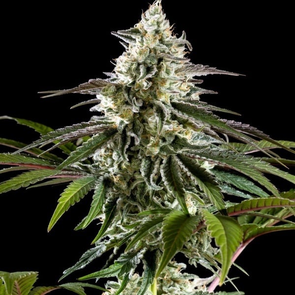 Mexican Sativa (Kannabia) femminizzata