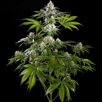 Mexican Sativa (Kannabia) femminizzata