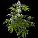 Mexican Sativa (Kannabia) femminizzata