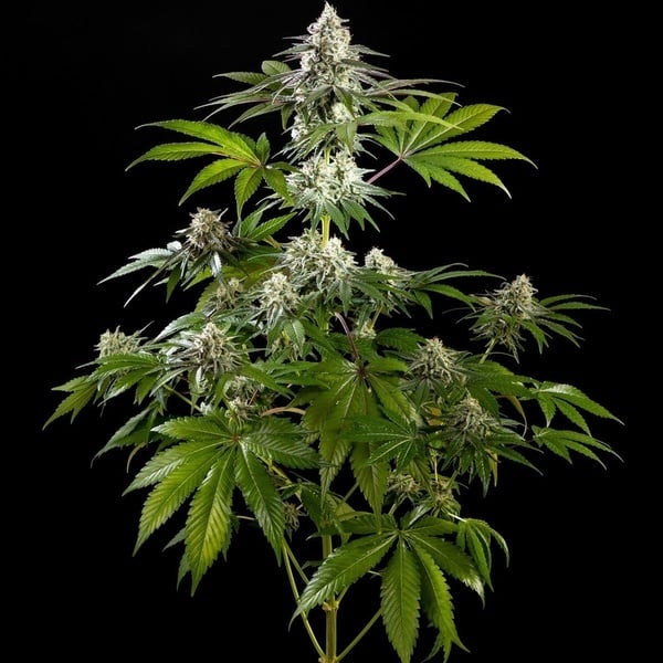 Mexican Sativa (Kannabia) femminizzata