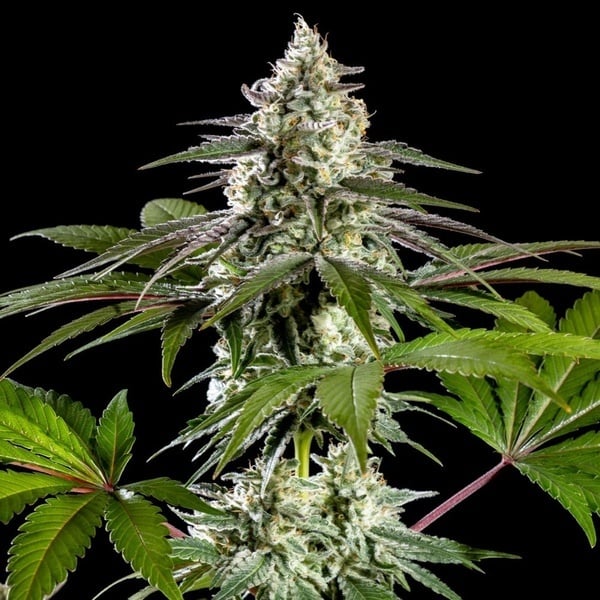 Mexican Sativa (Kannabia) femminizzata