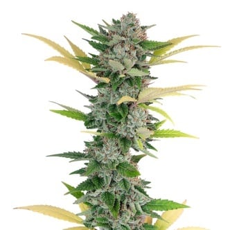 Gello Z (Growers Choice) femminizzata