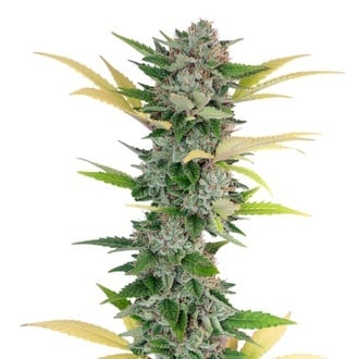 Gello Z (Growers Choice) femminizzata