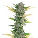 Gello Z (Growers Choice) femminizzata