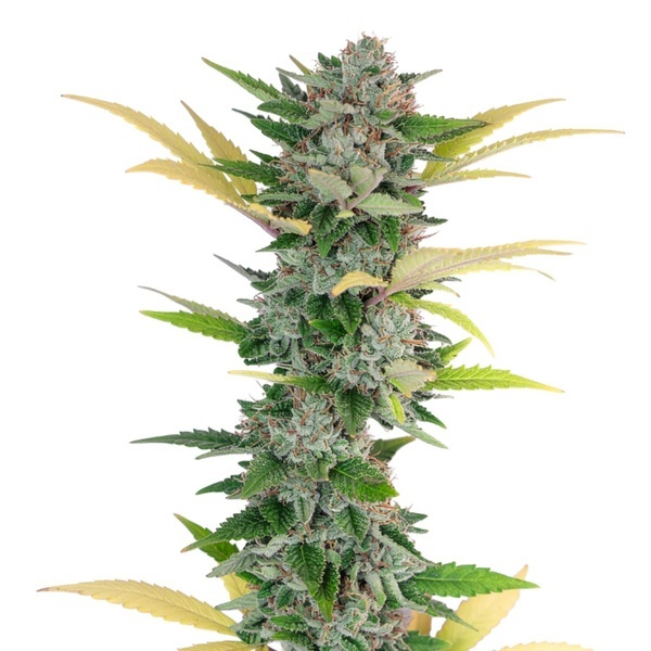Gello Z (Growers Choice) femminizzata