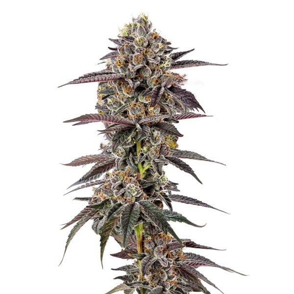 Lemon Cherry Mochi (Growers Choice) femminizzata