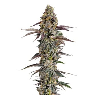 Platinum Mimosa Cookies (Growers Choice) femminizzata