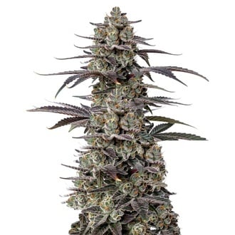 Triploid F1 Tropicana Cherry (Growers Choice) femminizzata