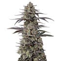 Triploid F1 Tropicana Cherry (Growers Choice) femminizzata