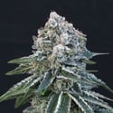 Death Roll (Exotic Seed) femminizzata