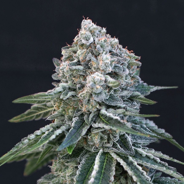 Death Roll (Exotic Seed) femminizzata