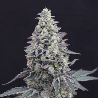 Georgia Cream Auto (Exotic Seed) feminized