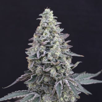 Georgia Cream Auto (Exotic Seed) femminizzata