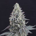 Georgia Cream Auto (Exotic Seed) femminizzata